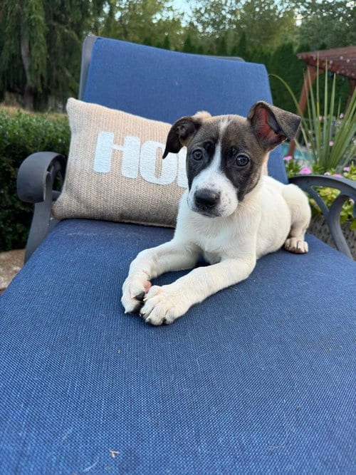 Photo of Starburst, adoptable Mountain Cur in Willingboro, New Jersey