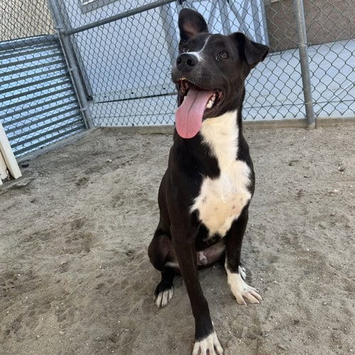 Photo of Freddy, adoptable Pit Bull Terrier in Thousand Palms, California