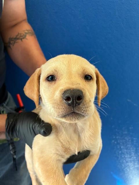 Photo of A256516, adoptable Labrador Retriever in Visalia, California