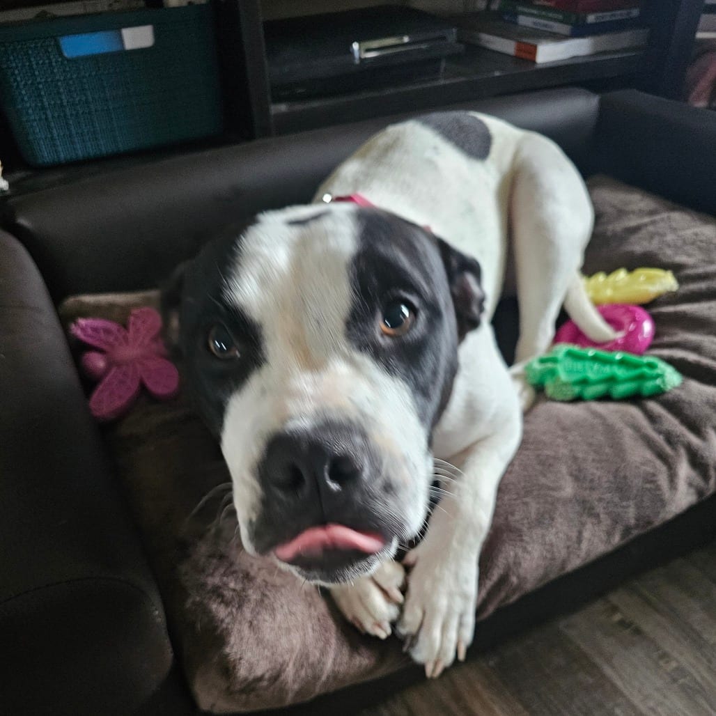 Photo of Coco Cookie, adoptable Mixed Breed (Medium)