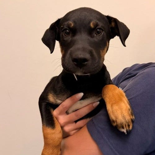 Photo of Benedict, adoptable Unknown breed in Rancho Santa Fe, California