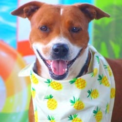 Photo of Captain JuM, adoptable American Pit Bull Terrier Labrador Retriever in Hartford, Connecticut