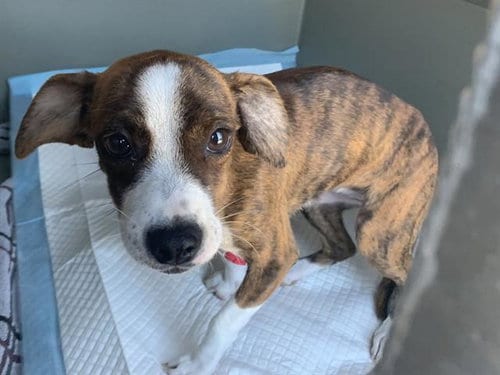 Photo of Cinnabun, adoptable Chihuahua in Sacramento, California