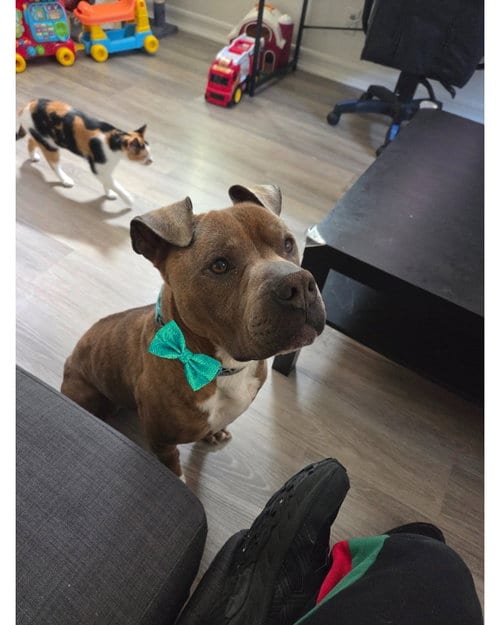 Photo of Zeus, adoptable American Staffordshire Terrier in San Diego, California