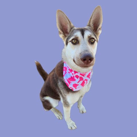 Photo of Rlively, adoptable German Shepherd Dog in Bakersfield, California