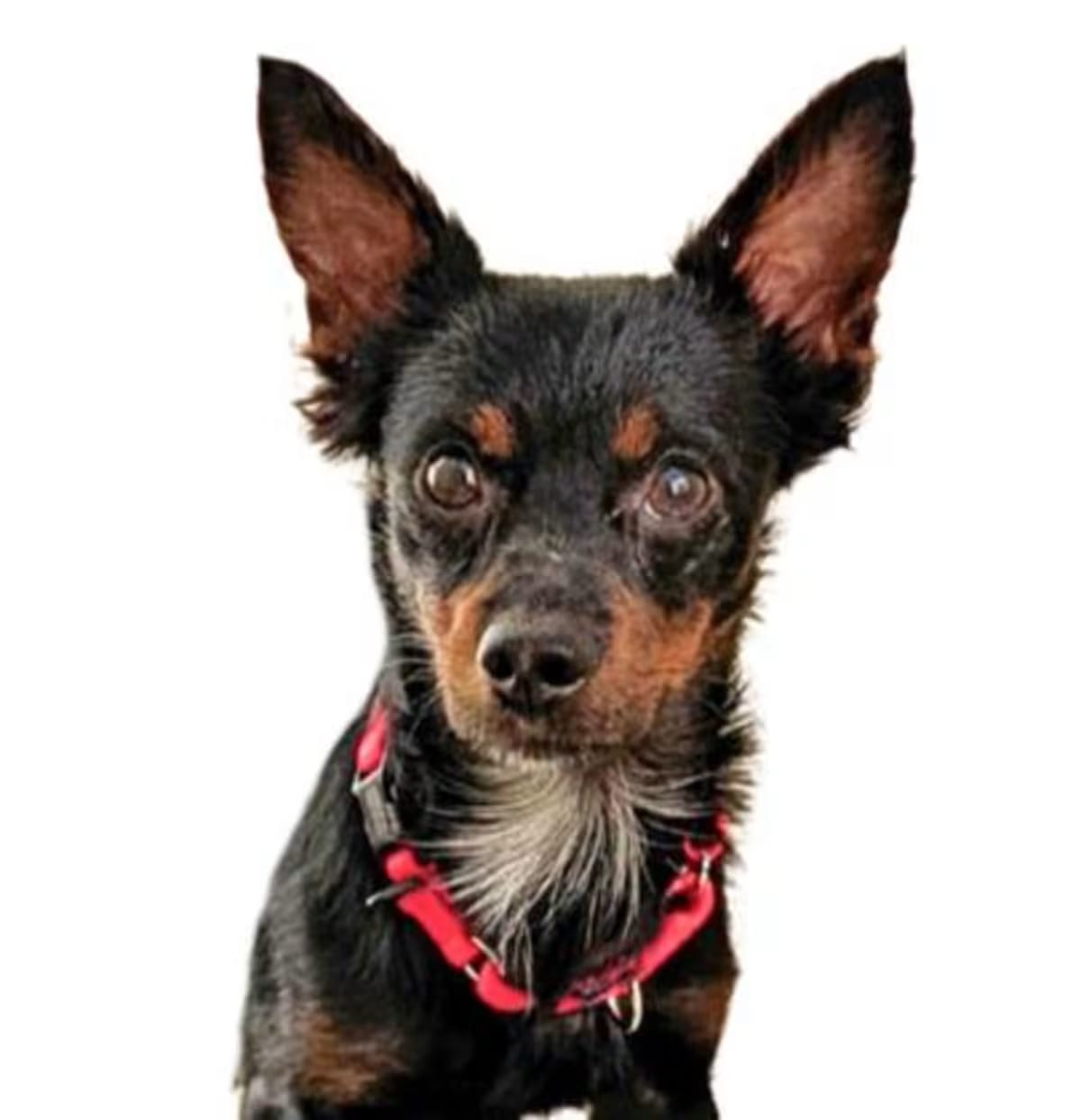 Photo of Abba Zabba, adoptable Miniature Pinscher in Reno, Nevada