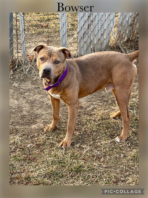 Photo of Bowser, adoptable American Pit Bull Terrier in Kewanee, Illinois