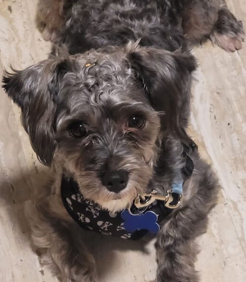 Photo of Cicero, adoptable Poodle (Miniature) in Mundelein, Illinois