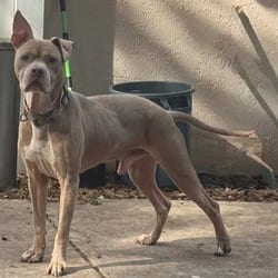 Photo of Titan 3425, adoptable Weimaraner Mixed Breed (Medium) in Loxahatchee, Florida