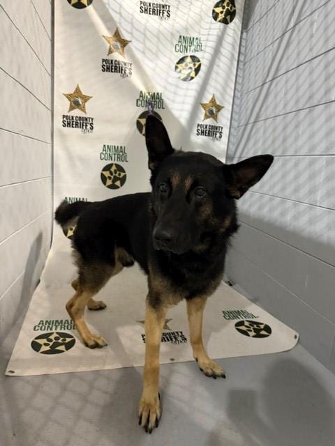 Photo of Salami, adoptable German Shepherd Dog in Winter Haven, Florida