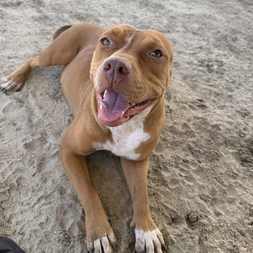 Photo of Martha, adoptable Pit Bull Terrier in Thousand Palms, California