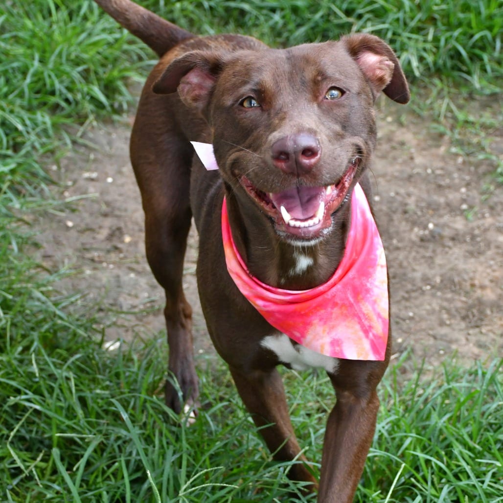 Photo of Bea, adoptable Terrier, Pit Bull / Retriever, Labrador in Beaumont, Texas