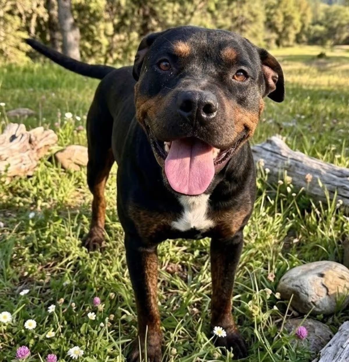 Photo of Bastian, adoptable Rottweiler Mixed Breed (Medium) in Pittsfield, Illinois