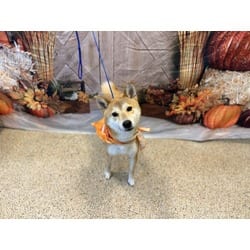 Photo of Yoshi, adoptable Shiba Inu in Doral, Florida