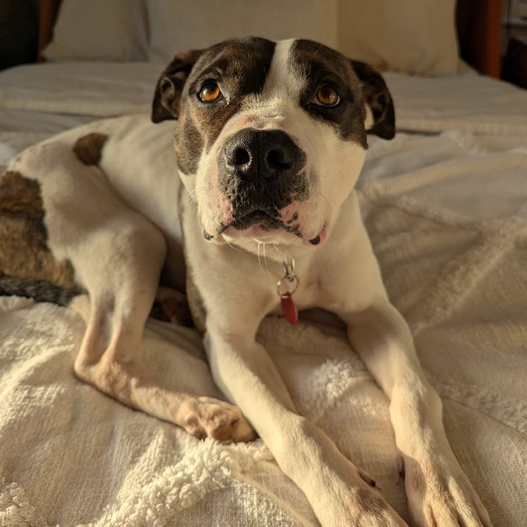Photo of Zoro, adoptable Mixed Breed (Medium) in St. Louis, Missouri