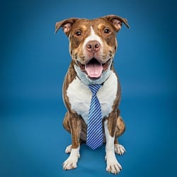 Photo of Randy, adoptable American Pit Bull Terrier American Staffordshire Terrier in Baltimore, Maryland