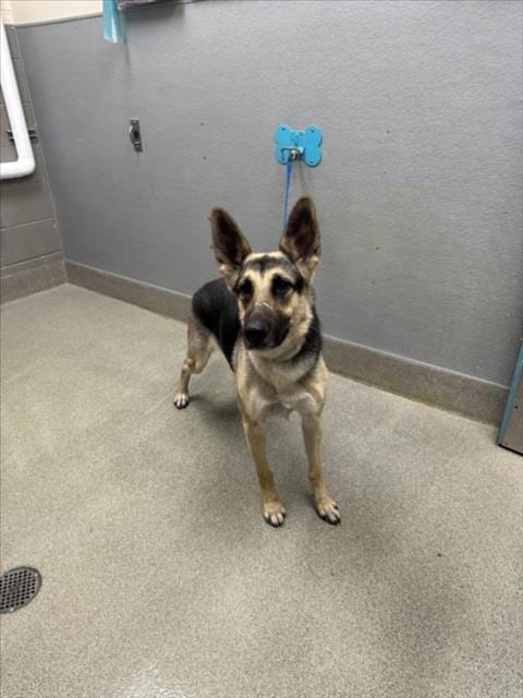Photo of Justice, adoptable German Shepherd Dog in Las Vegas, Nevada
