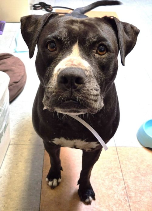 Photo of Maxey, adoptable Staffordshire Bull Terrier in Houston, Texas