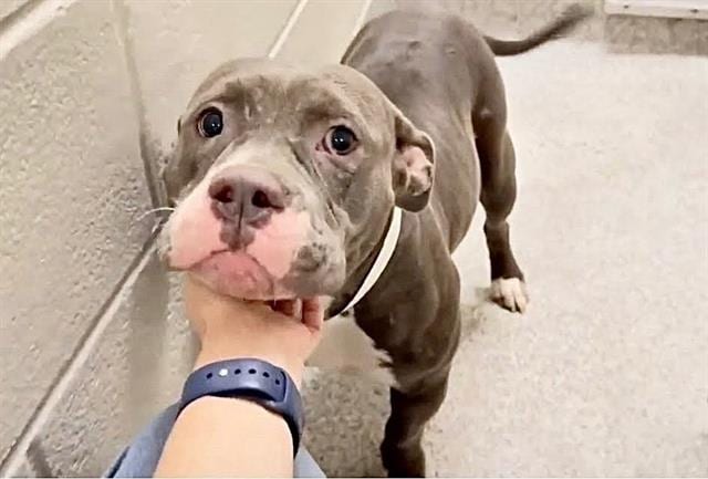 Photo of Miss Squigz, adoptable Pit Bull Terrier in Houston, Texas