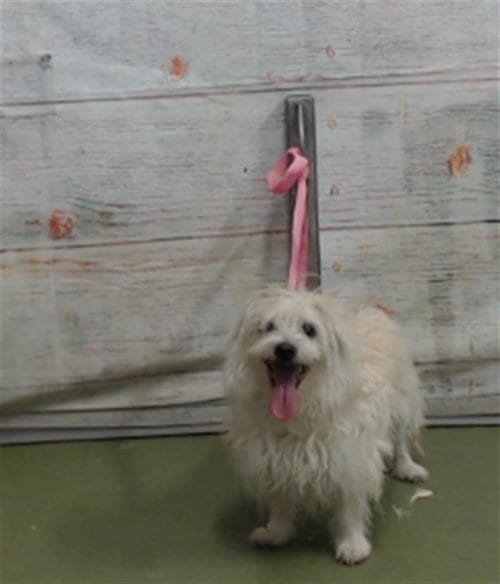 Photo of Hubert, adoptable Terrier in San Bernardino, California