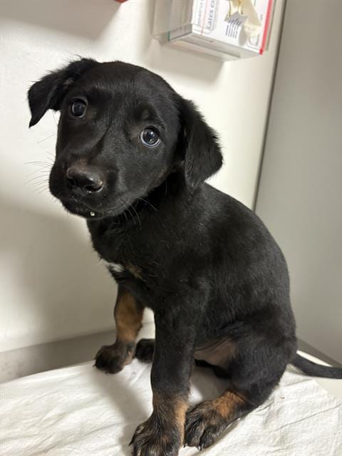 Photo of Sirius, adoptable Belgian Shepherd Malinois in Bakersfield, California