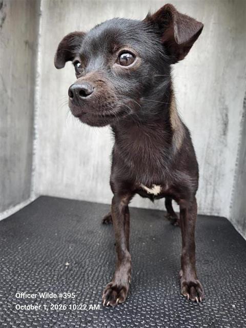Photo of Spooky, adoptable Chihuahua in San Antonio, Texas
