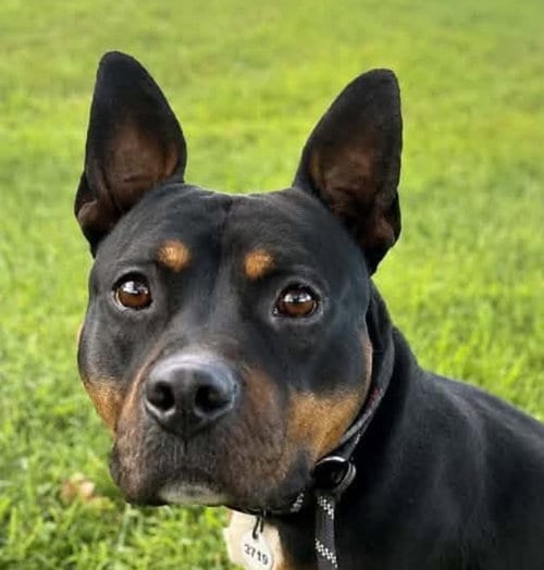 Photo of Bronx, adoptable Pit Bull Terrier in Rockville, Maryland