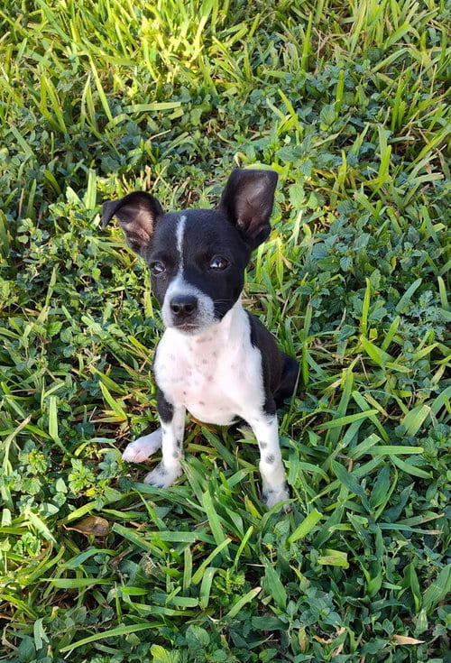 Photo of Sammie (TX), adoptable Terrier in New York, New York