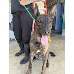 Photo of Dexter, adoptable Dutch Shepherd in San Bernardino, California