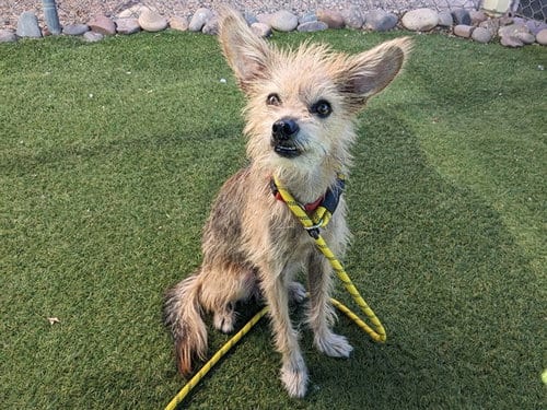 Photo of Ms Frizzle, adoptable Cairn Terrier in Phoenix, Arizona