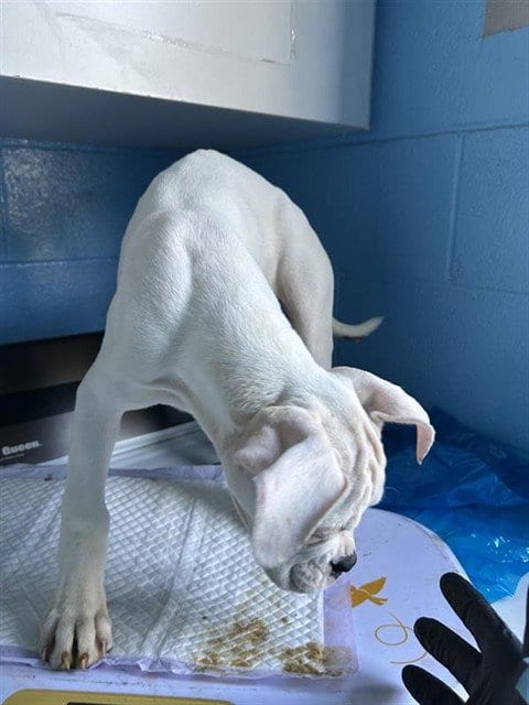 Photo of Coco, adoptable Boxer in Sacramento, California