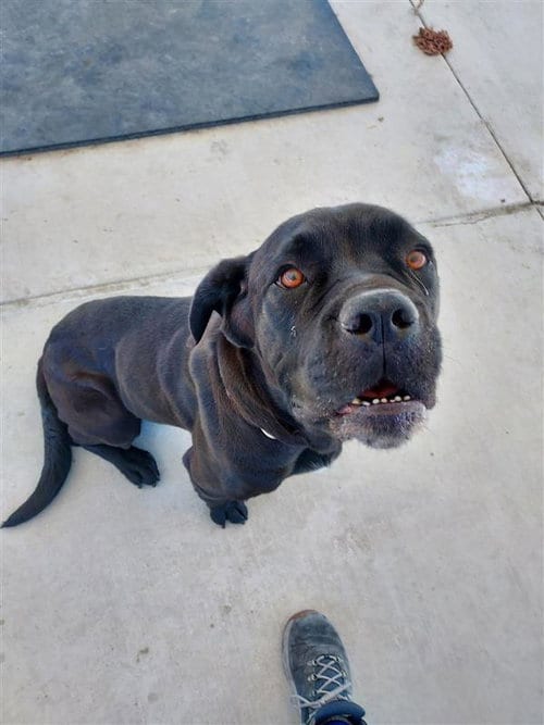 Photo of Wiggles, adoptable Cane Corso Mastiff in Elk Grove, California