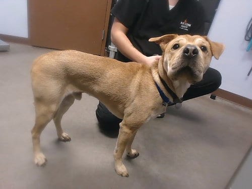 Photo of Wonder, adoptable Chinese Shar-Pei in Phoenix, Arizona