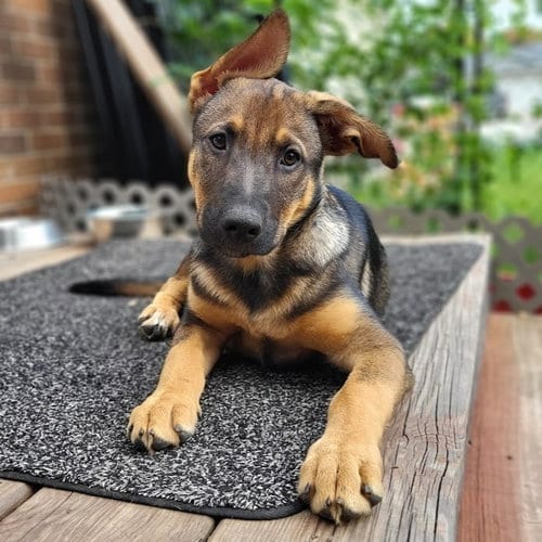 Photo of Ryker, adoptable German Shepherd Dog in St. Paul, Minnesota