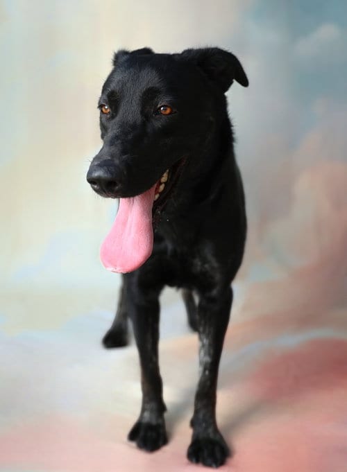 Photo of Princess, adoptable Labrador Retriever in Pasadena, California