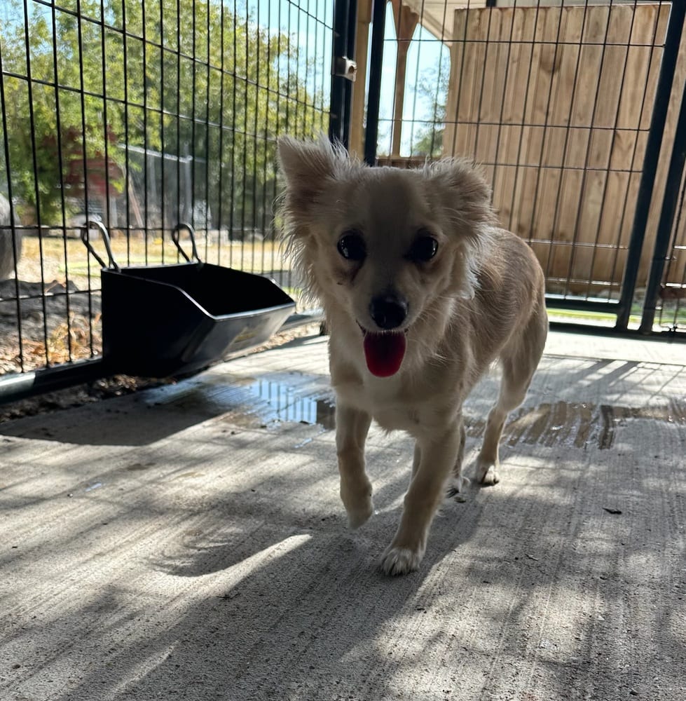 Photo of Neal, adoptable Chihuahua in Oak Bluffs, Massachusetts