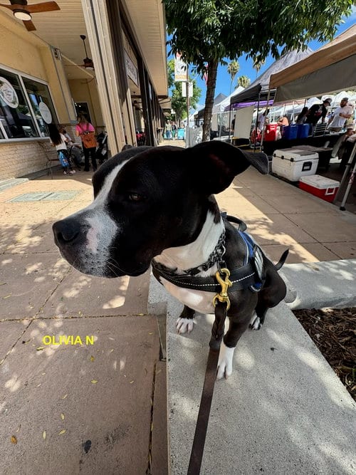 Photo of Olivia N, adoptable Pit Bull Terrier in Woodland Hills, California