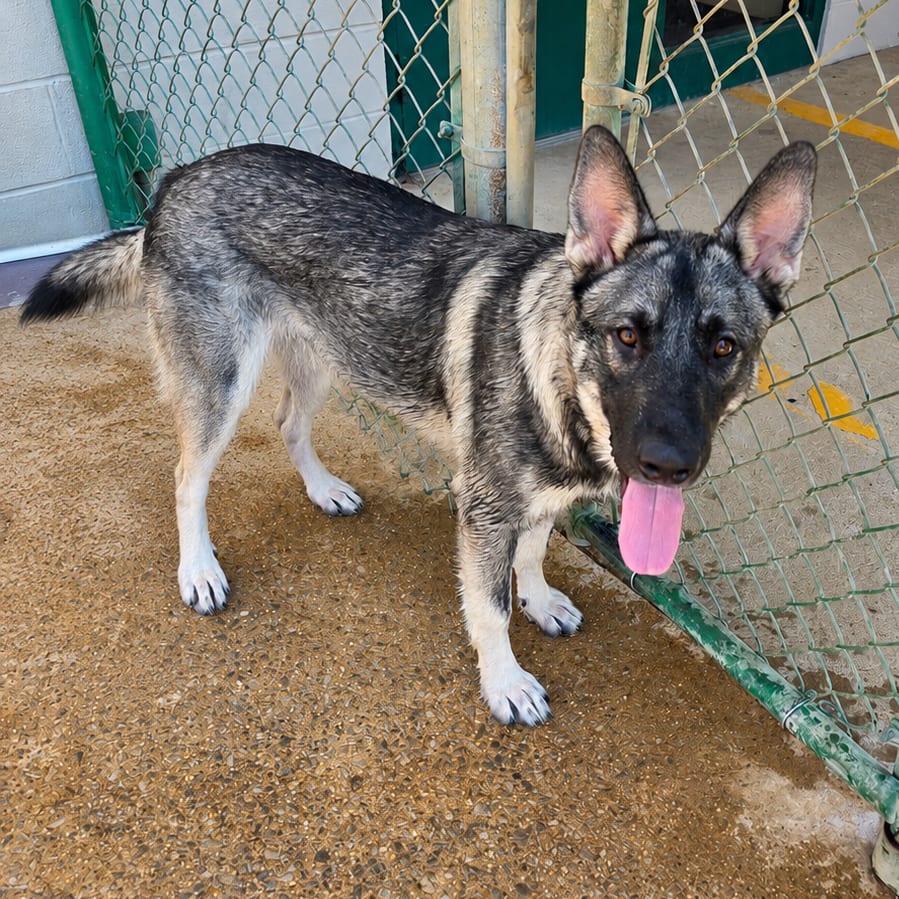 Photo of Cooper, adoptable Shepherd, German in Corinth, Mississippi