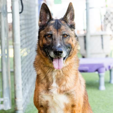 Photo of Gunther, adoptable German Shepherd Dog in Camarillo, California
