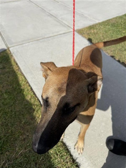 Photo of Sophie, adoptable German Shepherd Dog in Houston, Texas