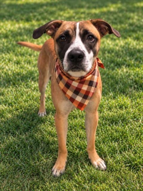 Photo of Zeus, adoptable Labrador Retriever in Clinton Township, Michigan