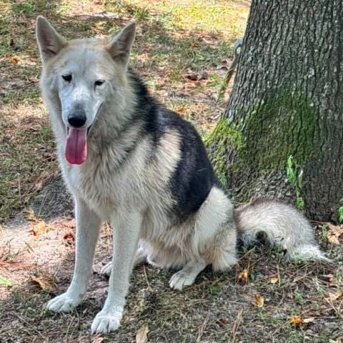 Photo of Marshmallow, adoptable German Shepherd Dog in Conroe, Texas