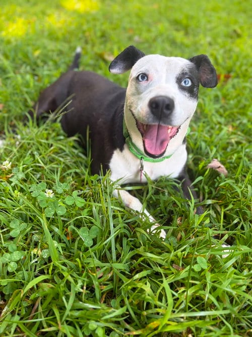 Photo of Mercedes (1yo, 45lbs), adoptable Hound in Hinton, West Virginia