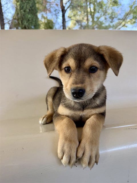 Photo of Goofy, adoptable German Shepherd Dog in Castaic, California
