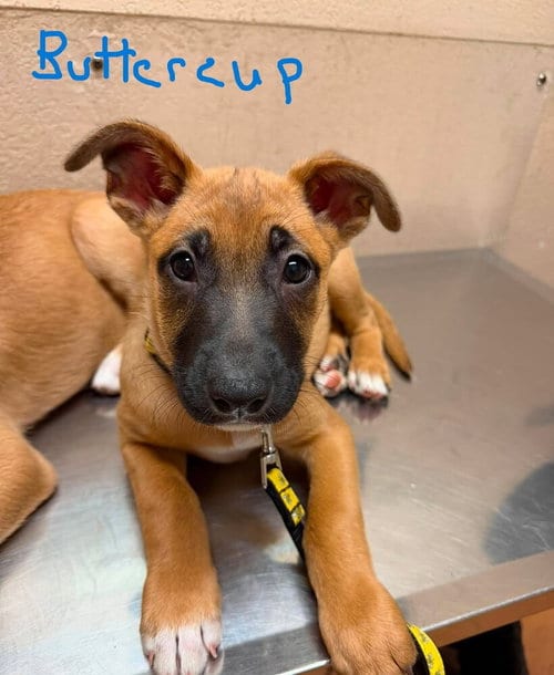 Photo of Flower Patch Litter Buttercup - Located in TX, adoptable Belgian Shepherd Malinois in Imlay City, Michigan