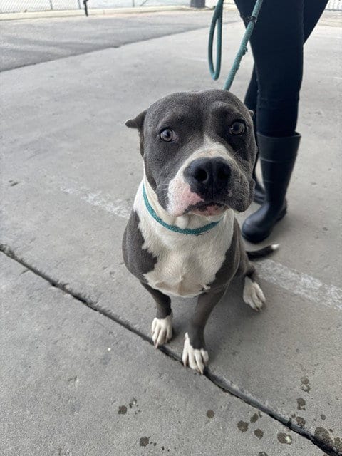 Photo of Officer Jenny, adoptable Pit Bull Terrier in Bakersfield, California