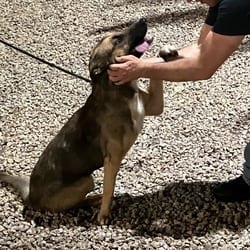 Photo of Peaches 0050, adoptable Shepherd (Unknown Type) in Loxahatchee, Florida