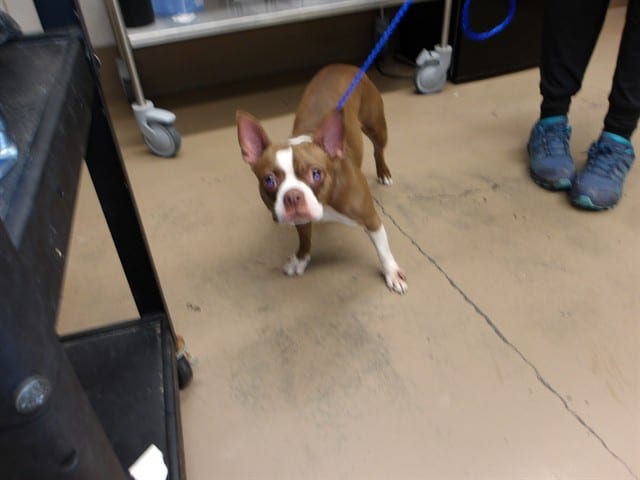 Photo of Suki, adoptable Boston Terrier in Chicago, Illinois