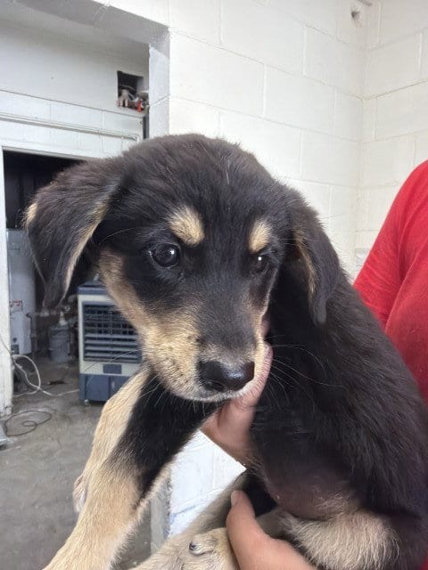 Photo of Churro, adoptable German Shepherd Dog in San Bernardino, California