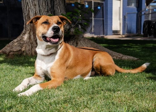 Photo of Kylo, adoptable American Staffordshire Terrier in phoenix, Arizona